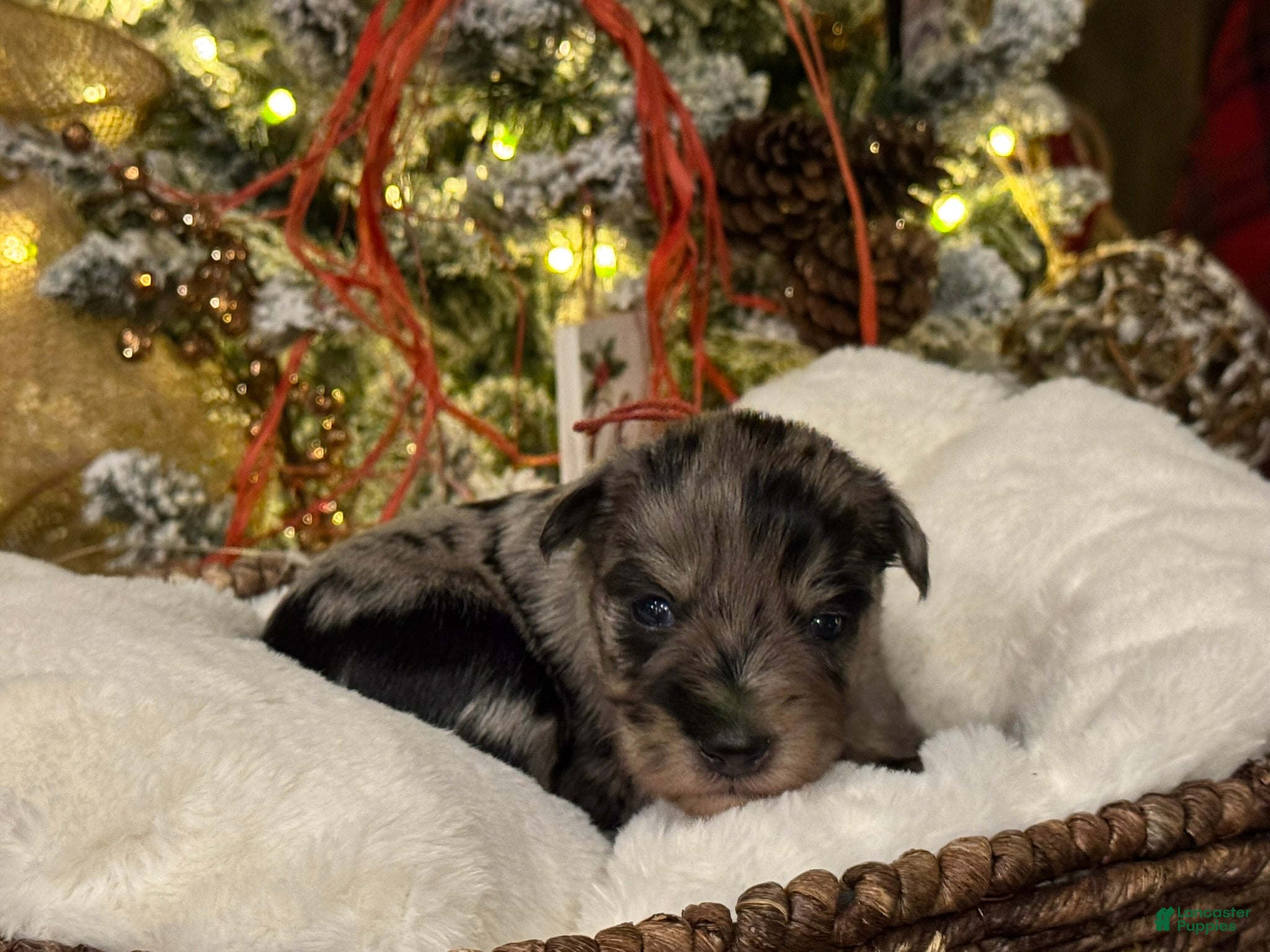 Miniature Schnauzer dogs Turk - Ad 12