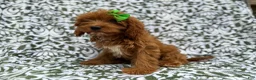Cavapoo dogs for sale: Dolly - Ad 5