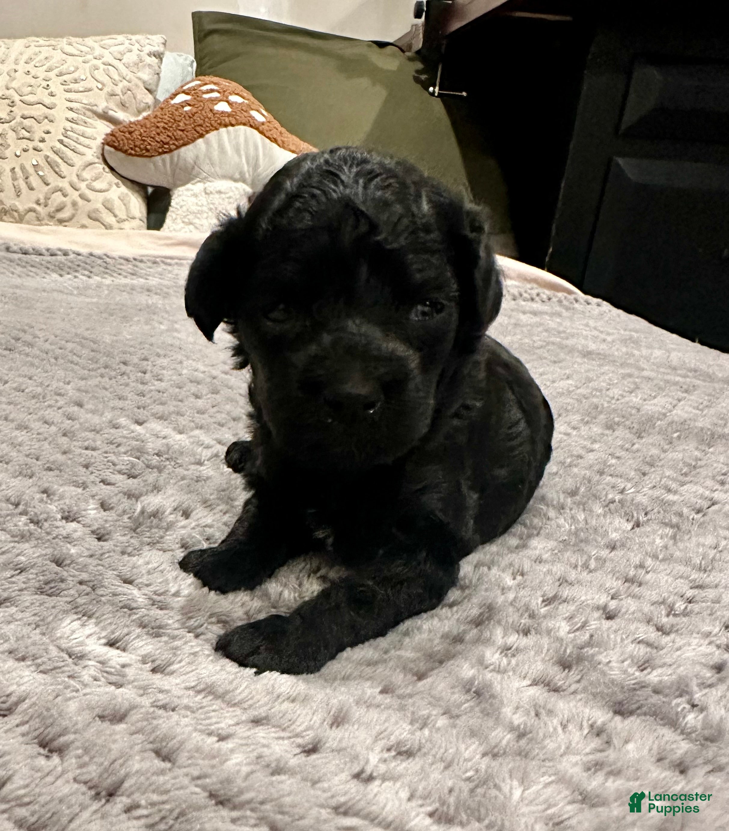Toy Poodle dogs for sale: Girl 1 - Ad 4