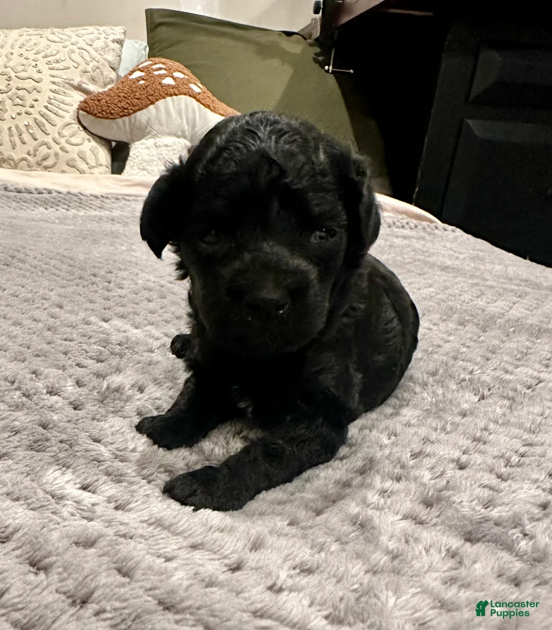 Toy Poodle dogs for sale: Girl 1 - Ad 1