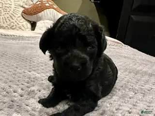 Toy Poodle dogs Girl 1 - Ad 13