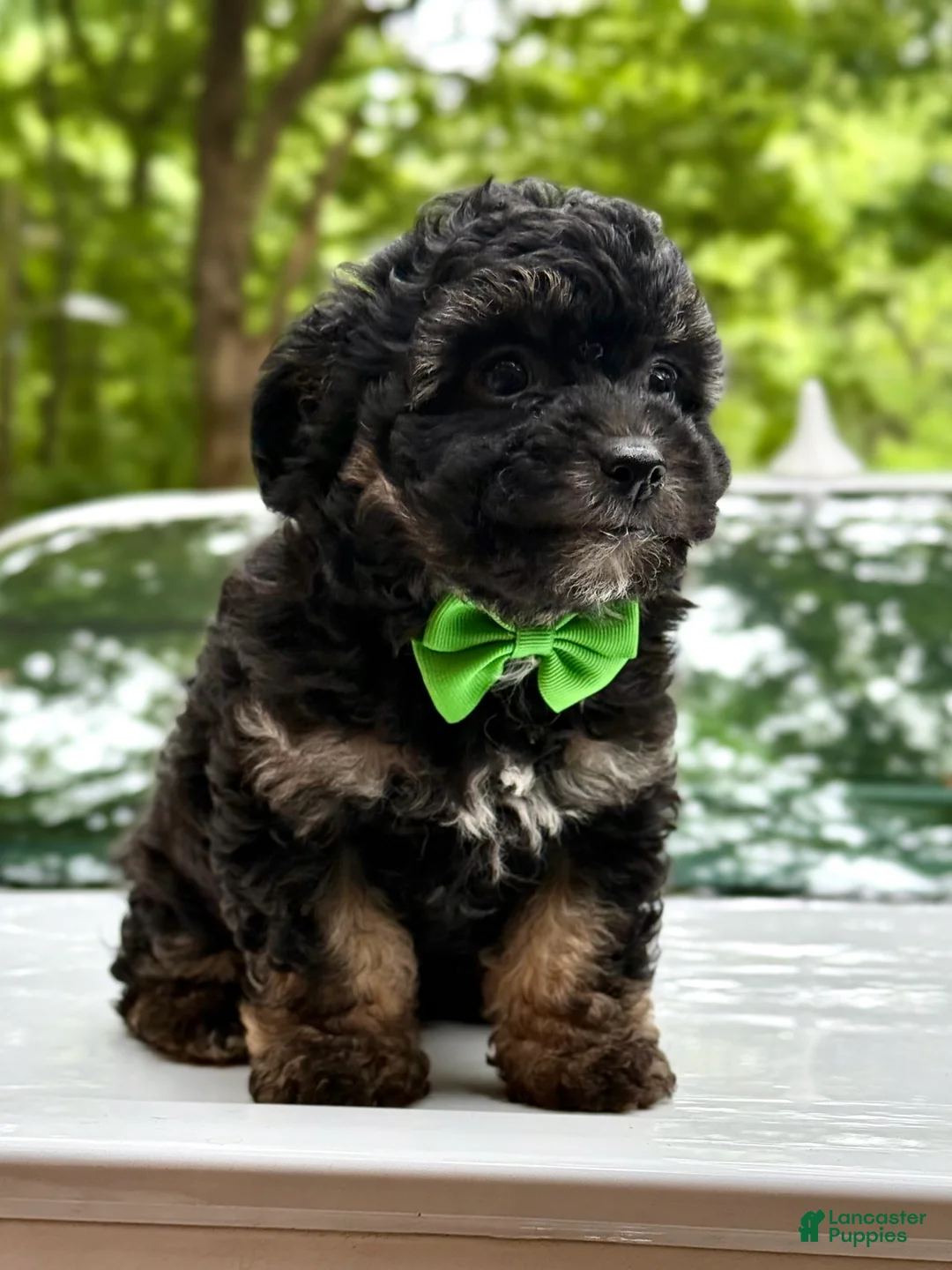 Mini Aussiedoodle dogs for sale: Mini Aussiedoodle Puppy 3 - Ad 2