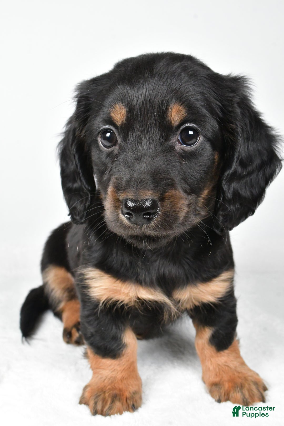 Miniature Dachshund dogs for sale: Dante - Ad 10