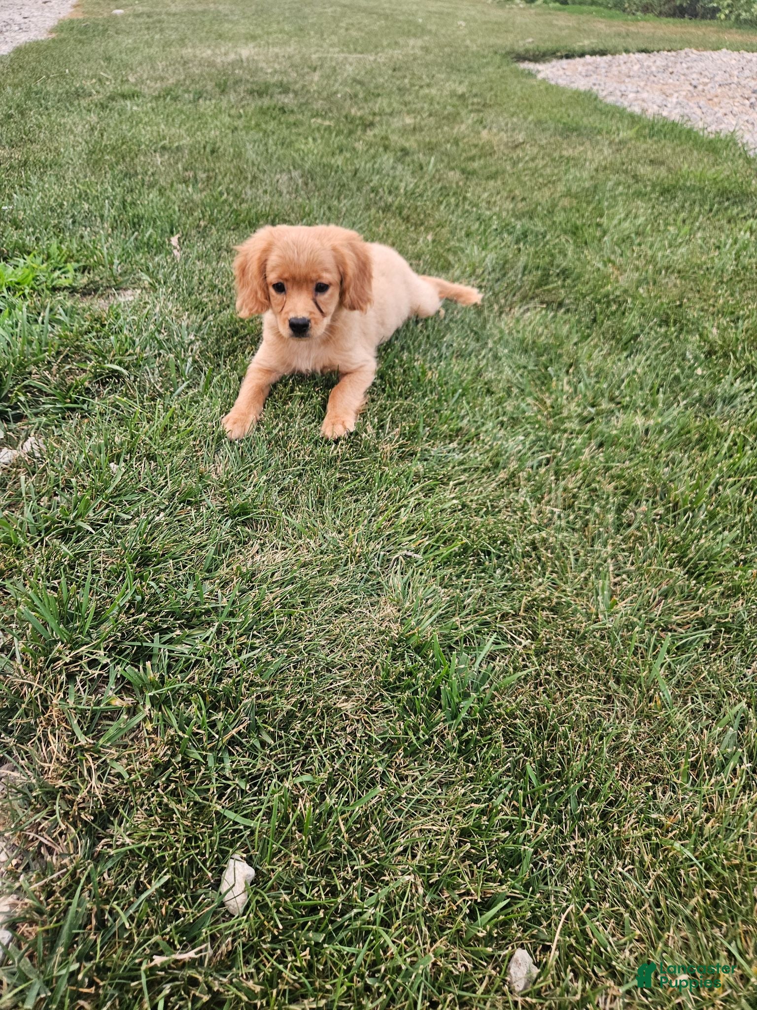 Mixed Breed dogs Kyle - Ad 1