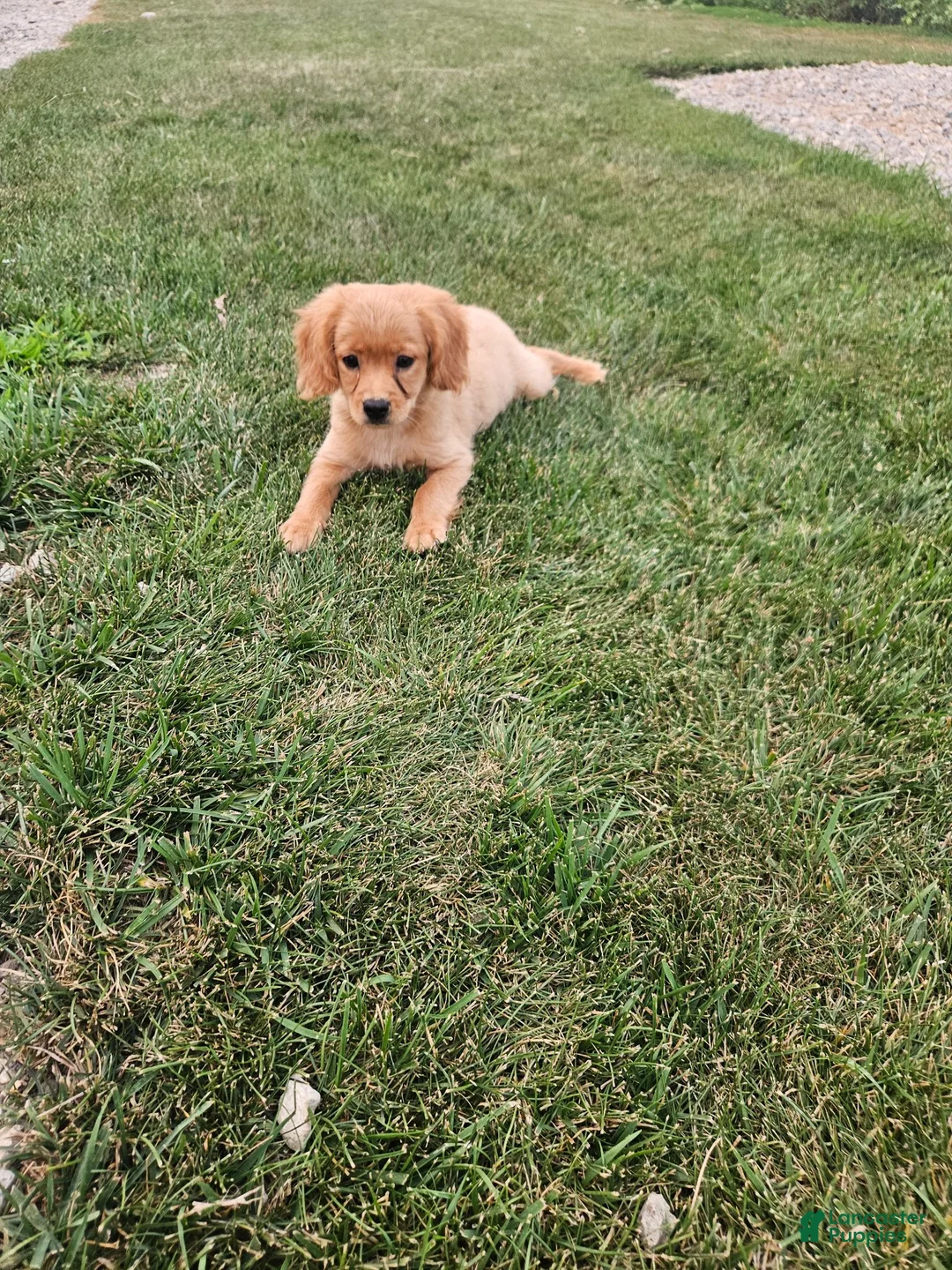 Mixed Breed dogs for sale: Kyle - Ad 1