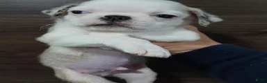Pug 2