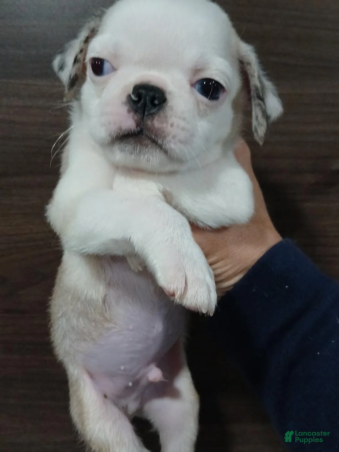 Pug dogs for sale: Pug 2 - Ad 1