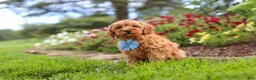 Cavapoo dogs for sale: Nash - Ad 5