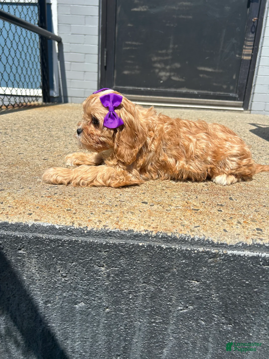 Mixed Breed dogs for sale: Mixed Breed 3 - Ad 3