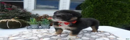 Mixed Breed dogs for sale: Mixed Breed 6 Macy - Ad 3