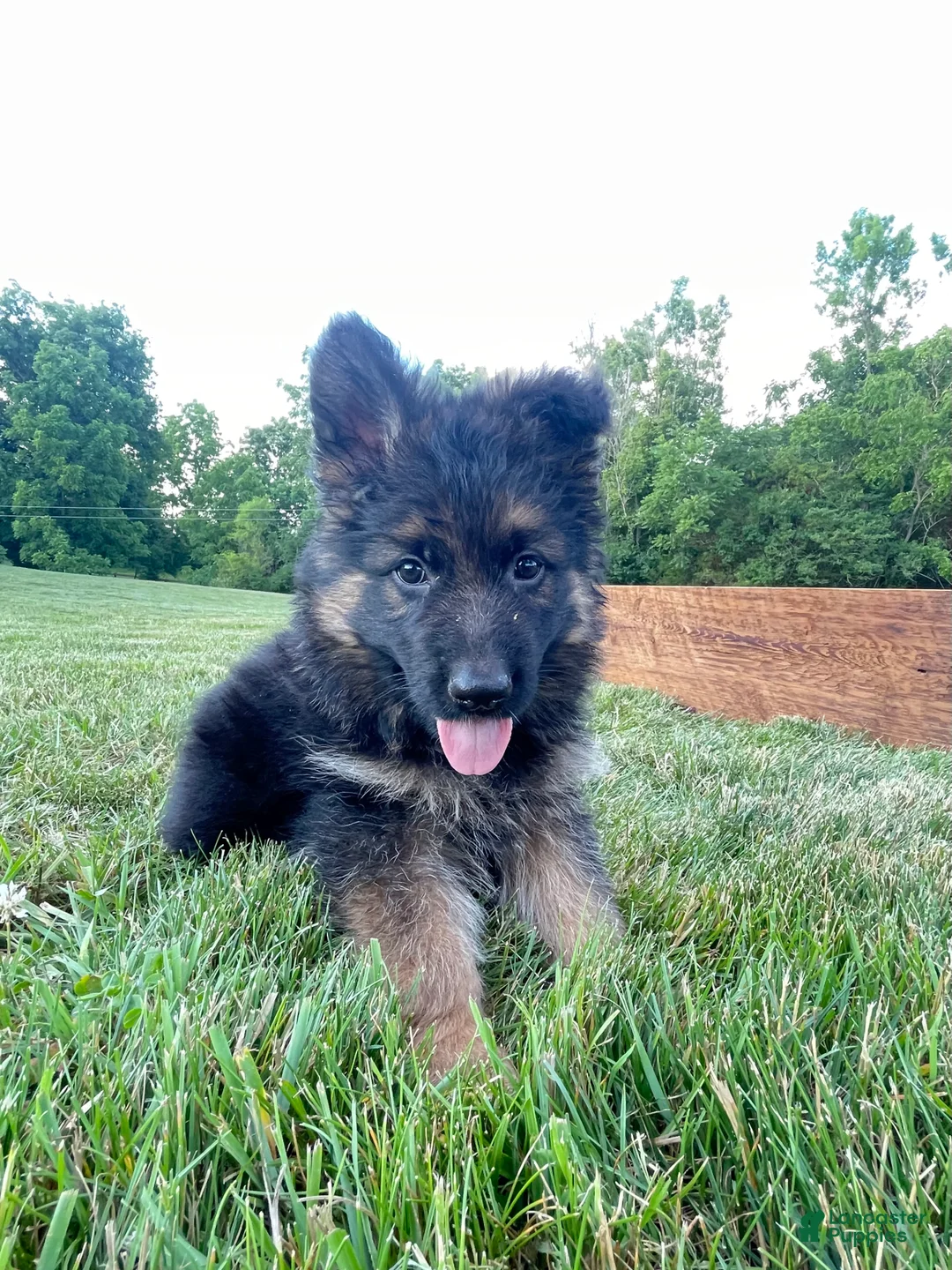 German Shepherd dogs for sale: Bravo - Ad 1