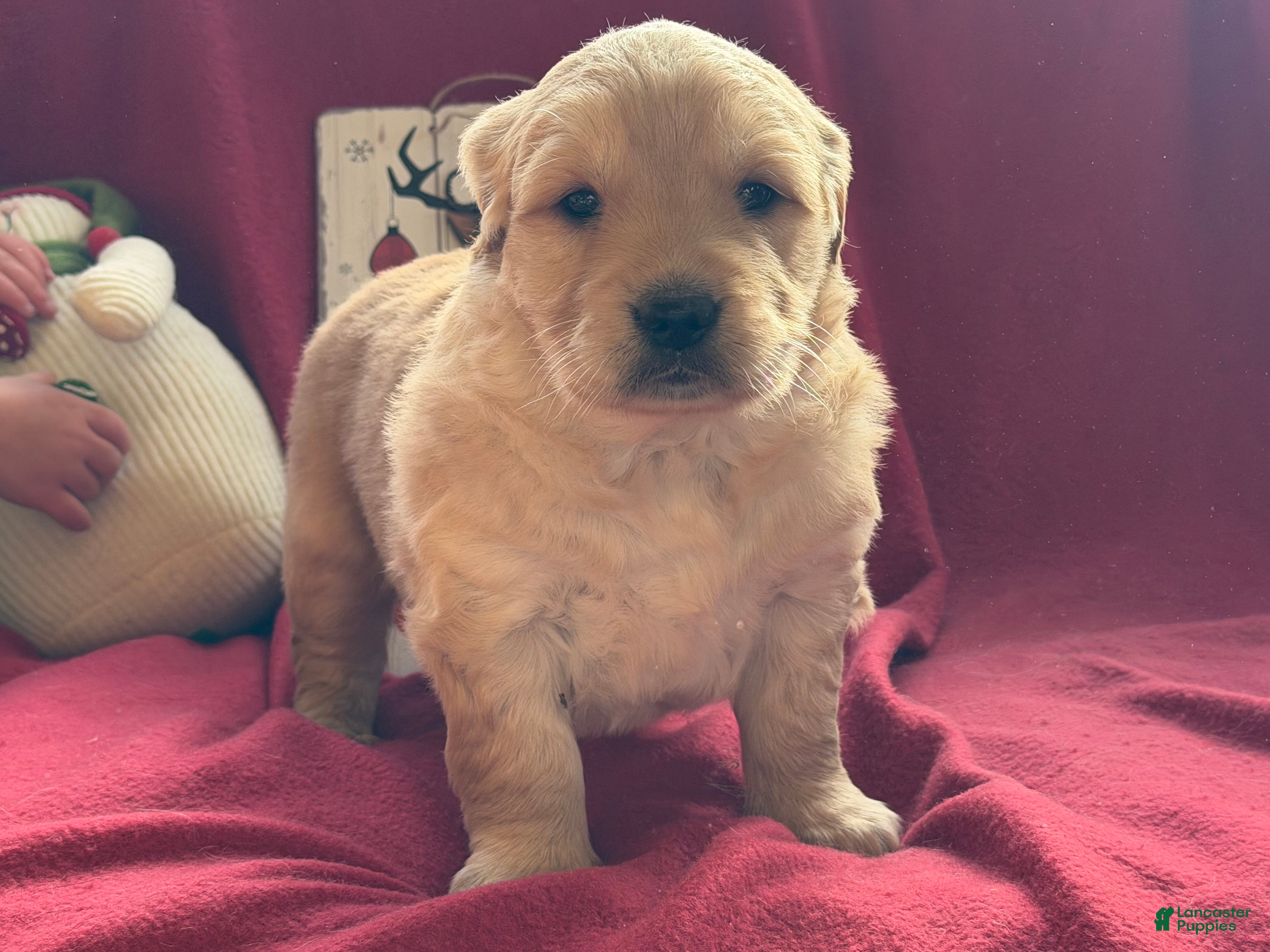 Golden Retriever dogs Glitz - Ad 42