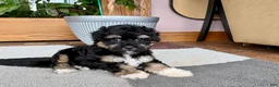 Havapoo dogs for sale: Havapoo boy 1 TriColor - Ad 2