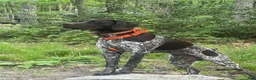 German Shorthaired Pointer dogs for sale: Reagan  - Ad 6