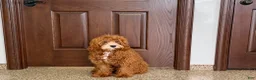 Cavapoo dogs for sale: Davey F1 - Ad 13