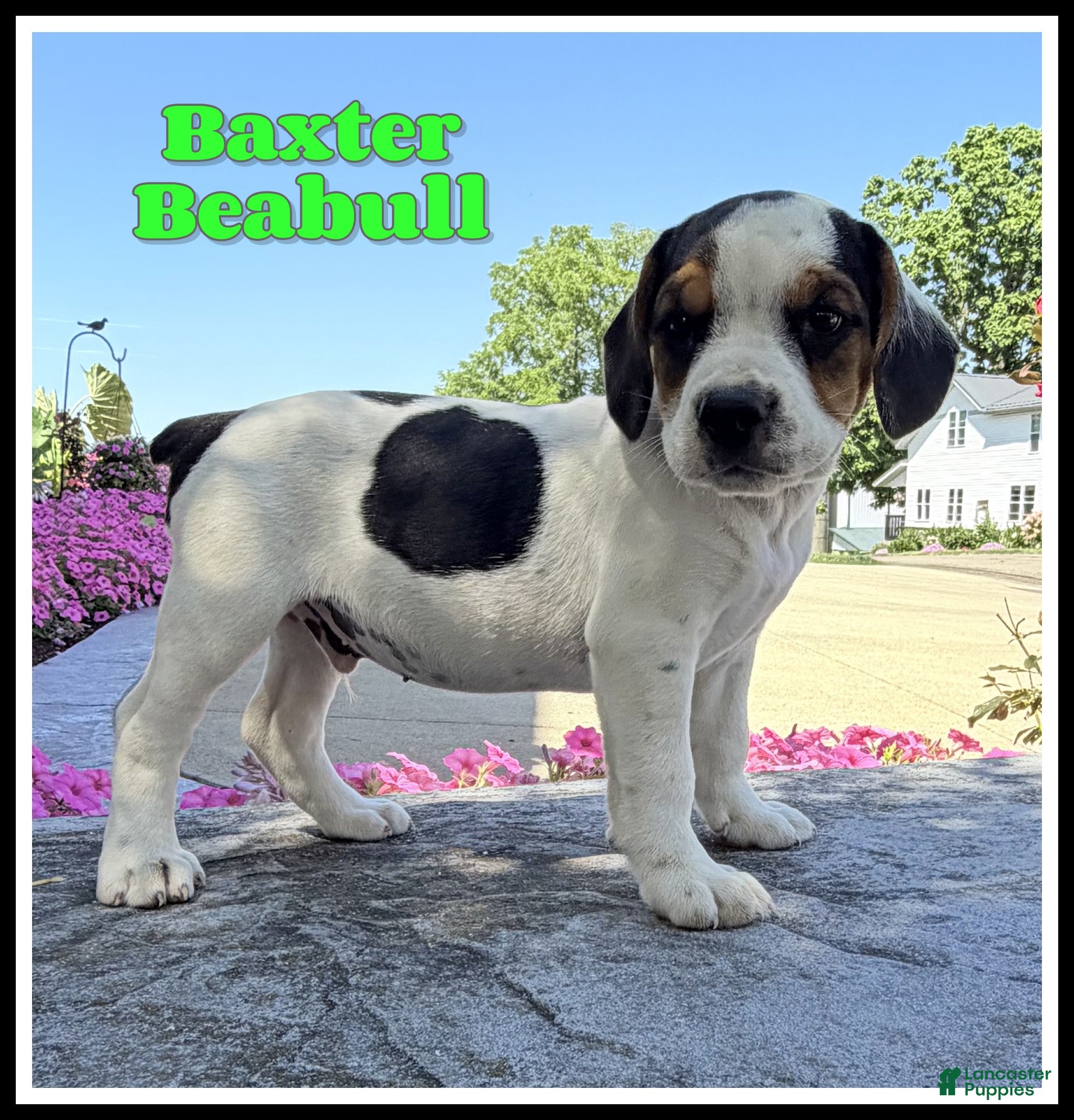 Beabull dogs Baxter - Ad 1