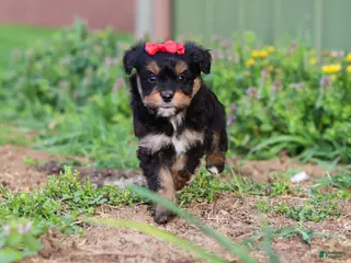 Mini Aussiedoodle dogs for sale: Aubrey - Ad 3