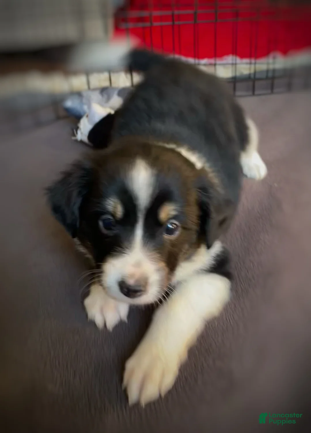 Mixed Breed dogs for sale: SOLD.  J - Female - Ad 17