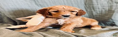 Irish Doodle Puppy- Aquata