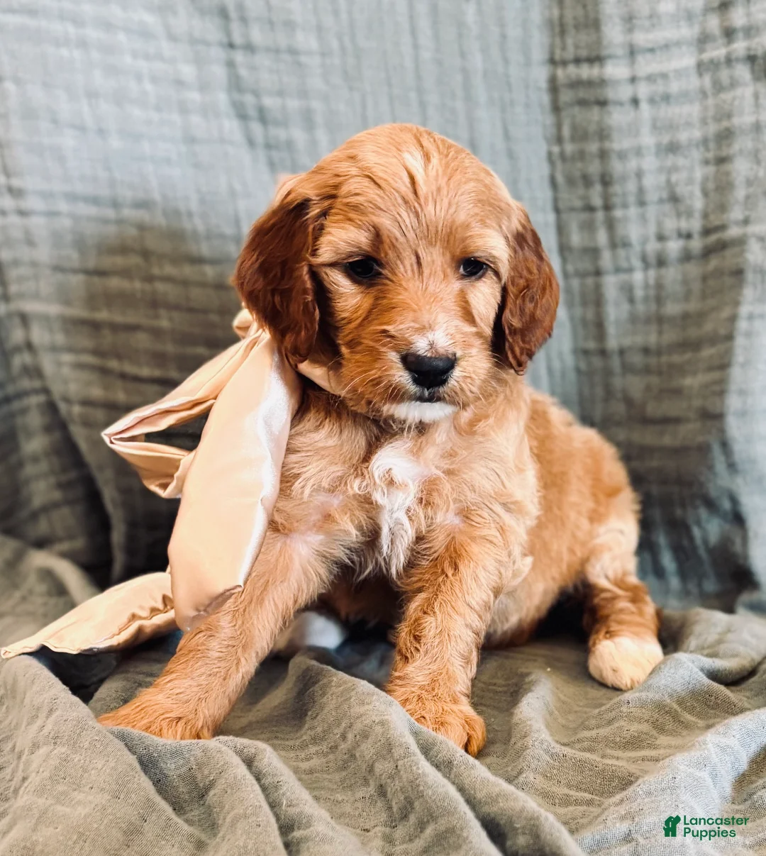 Irish Doodle dogs for sale: Irish Doodle Puppy- Aquata - Ad 1