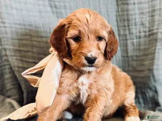 Irish Doodle dogs for sale: Irish Doodle Puppy- Aquata - Ad 2