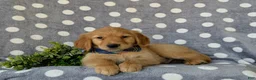 Golden Retriever dogs for sale: Colby - Ad 5