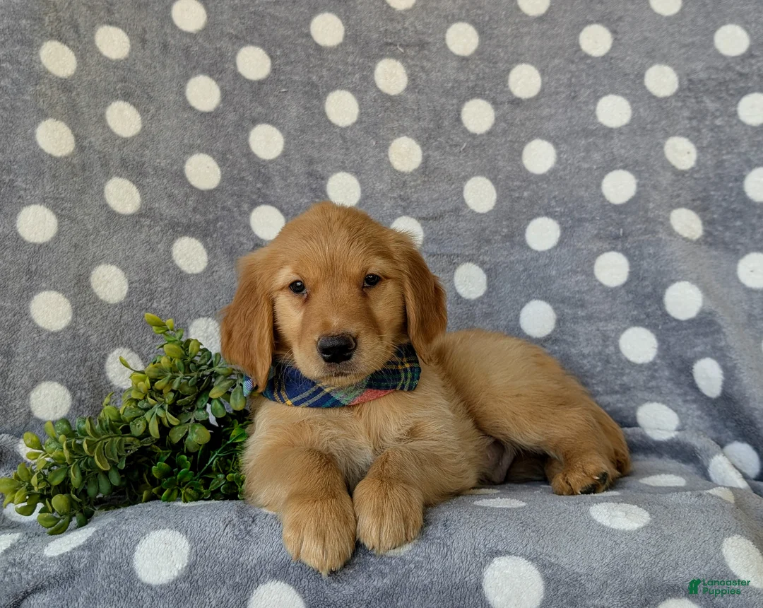 Golden Retriever dogs for sale: Colby - Ad 5