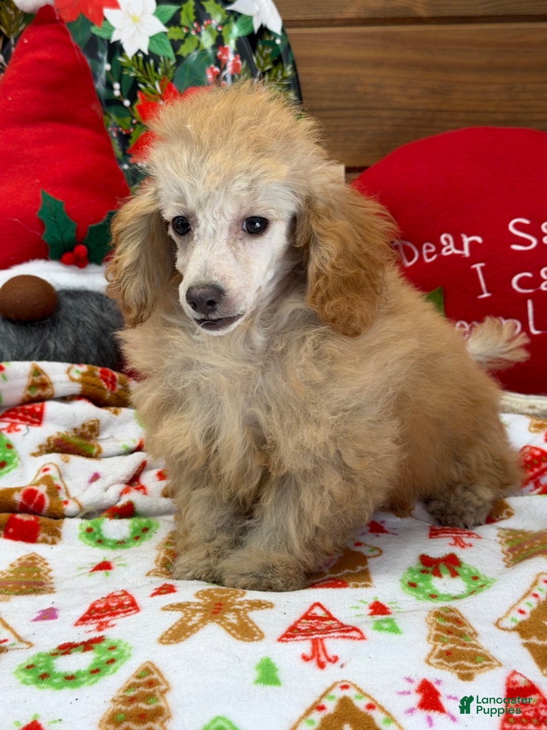 Toy Poodle dogs for sale: Playboy - Ad 2