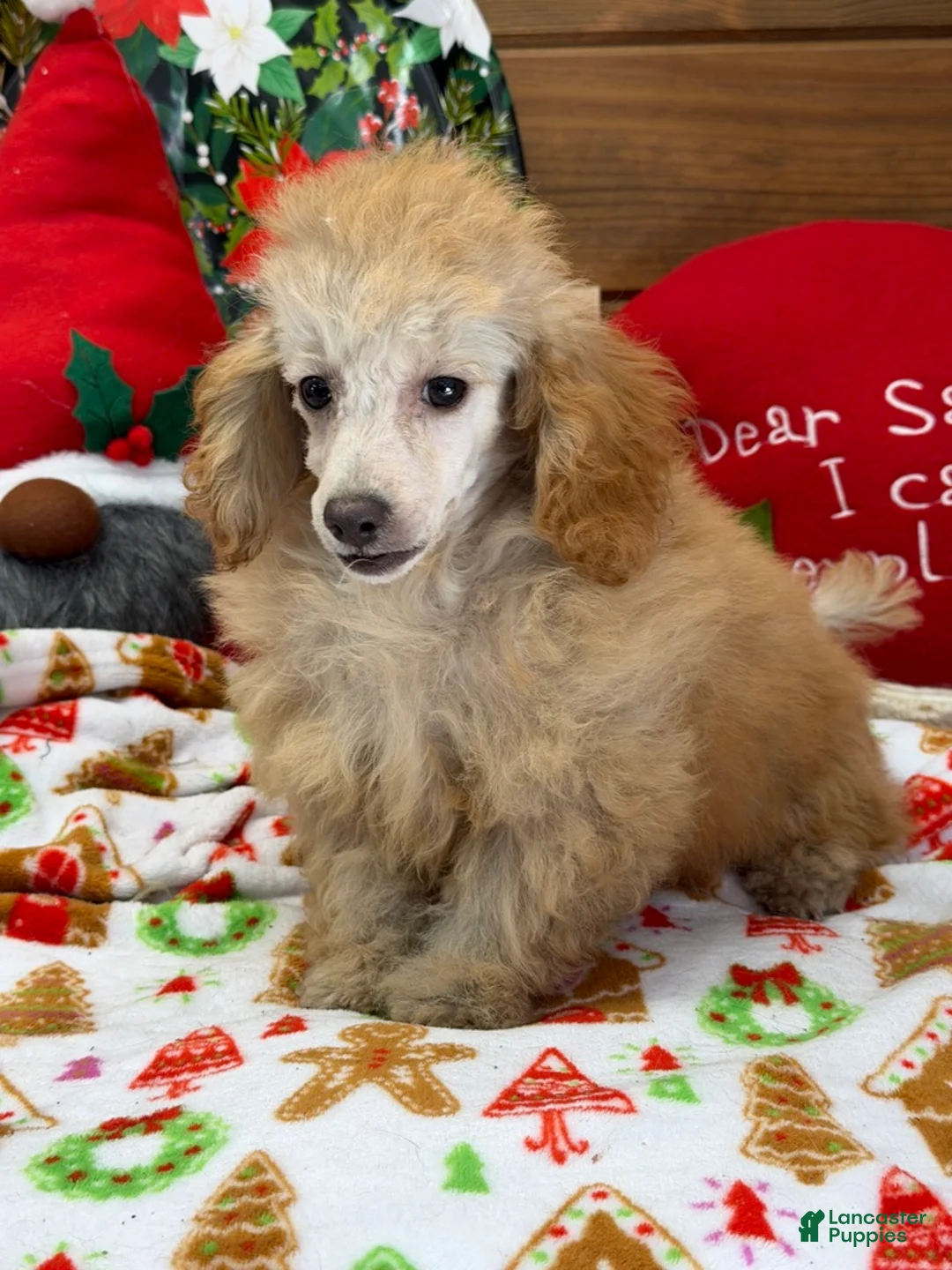 Toy Poodle dogs for sale: Playboy - Ad 2