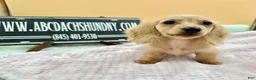 Miniature Dachshund dogs for sale: South African AKC  - Ad 1