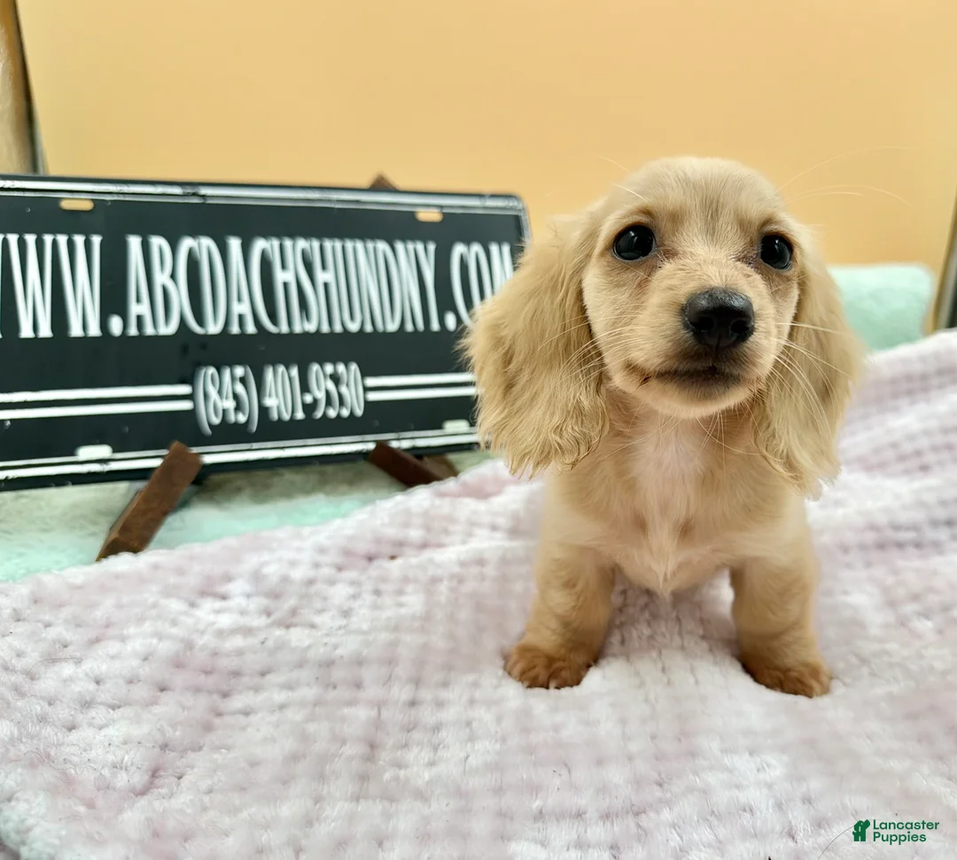 Miniature Dachshund dogs for sale: South African AKC  - Ad 1