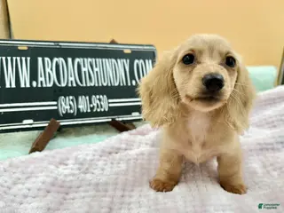 Miniature Dachshund dogs South African AKC - Ad 10