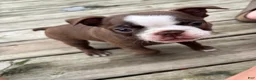 Boston Terrier dogs for sale: Pebbie - Ad 3