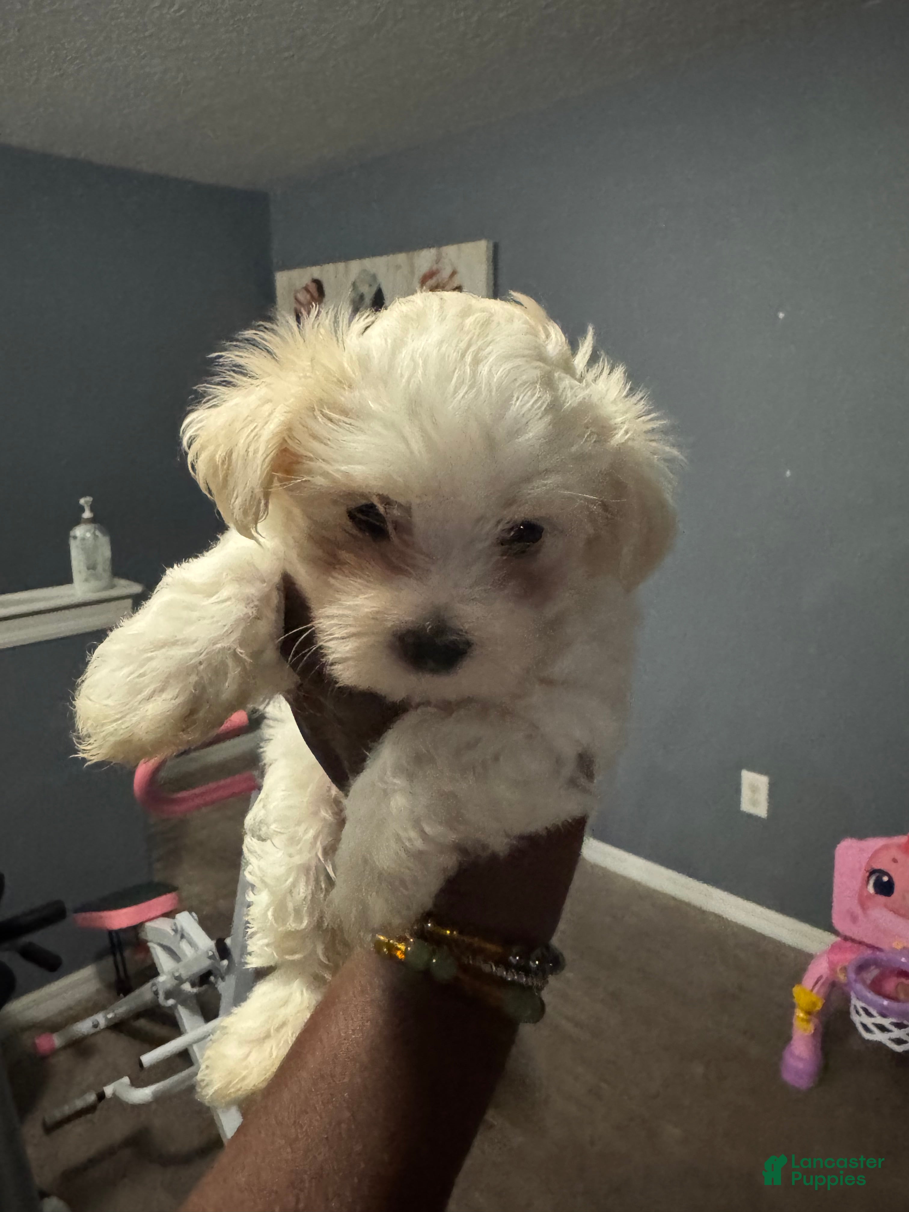 Maltese dogs Maltese Puppy 2 - Ad 1