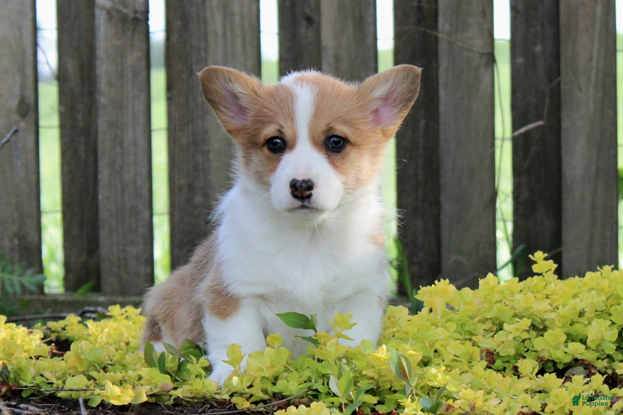 Welsh Corgi Pembroke dogs Nina - Ad 1