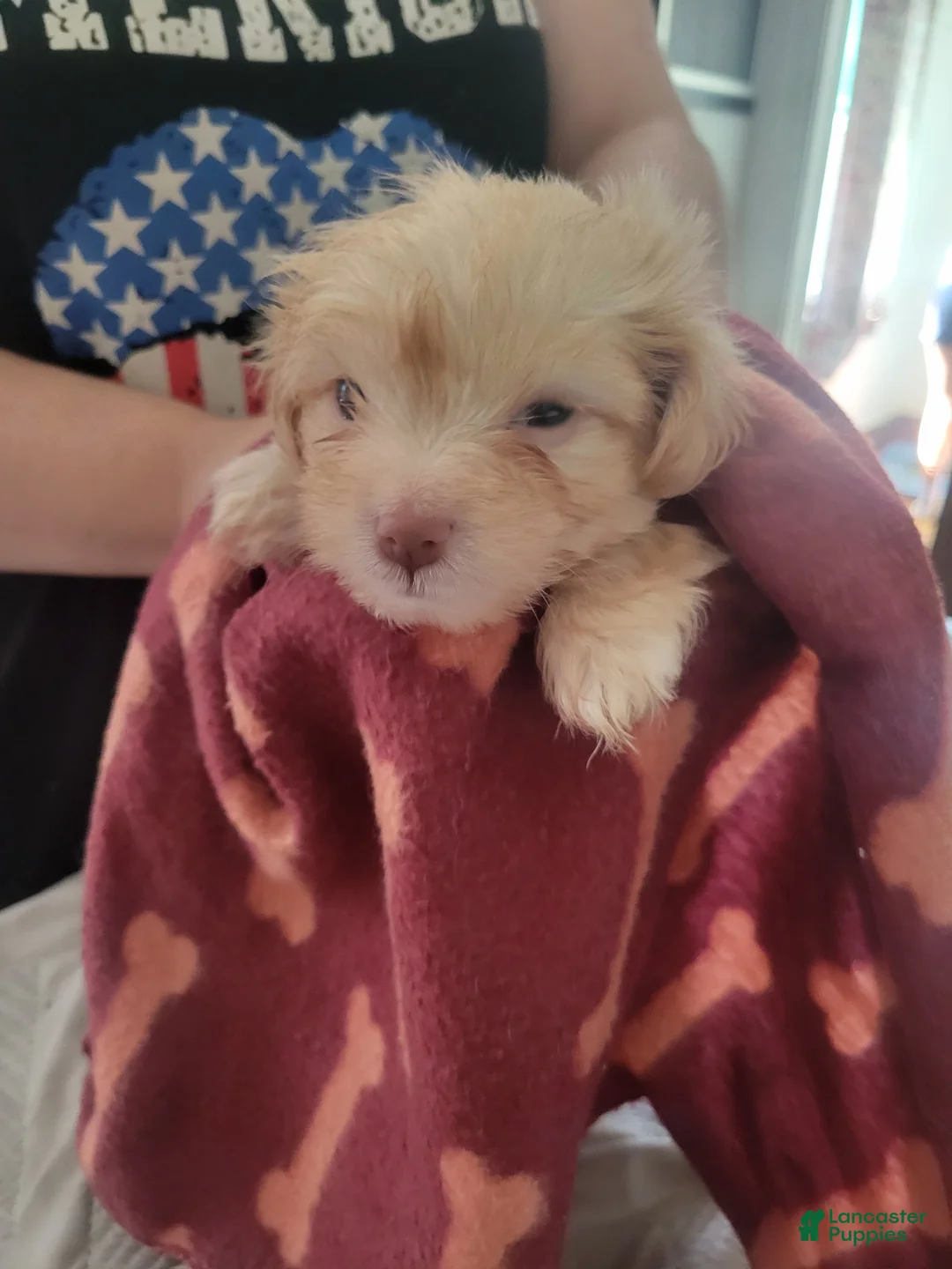 Shih Tzu dogs for sale: Shih Tzu 4 - Ad 1