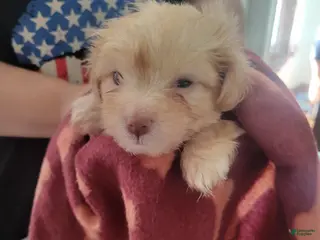 Shih Tzu dogs Shih Tzu 4 - Ad 1