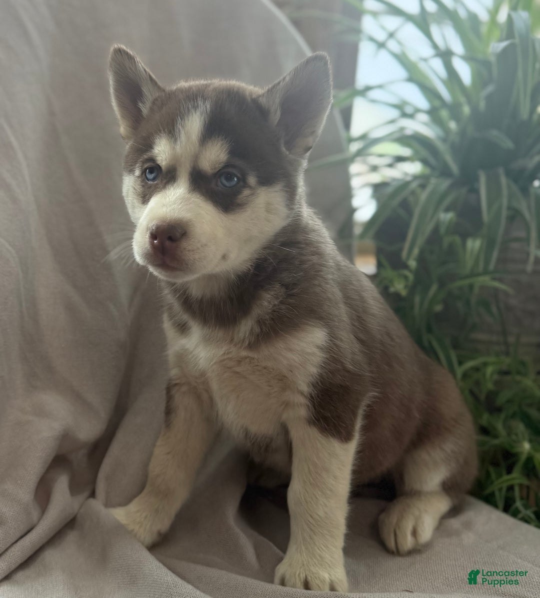 Siberian Husky dogs for sale: Lucky - Ad 9