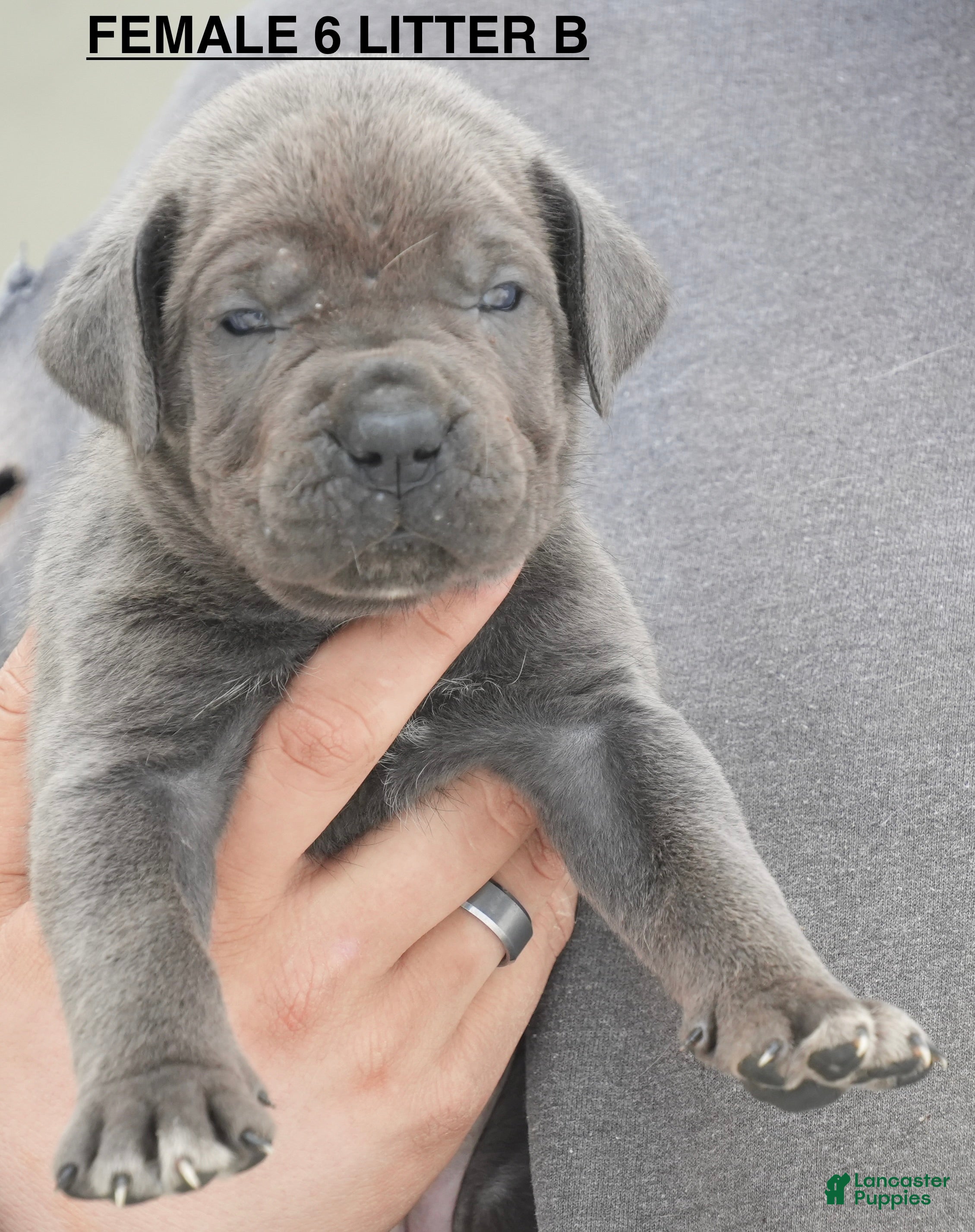 Cane Corso dogs Female 6 Litter B - Ad 33