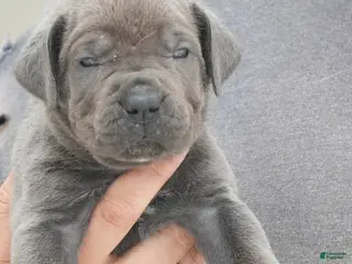 Cane Corso dogs Female 6 Litter B - Ad 33