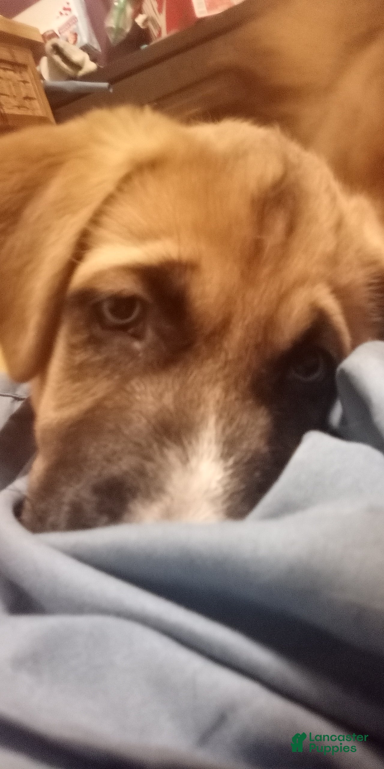 Mixed Breed dogs E.T. - Ad 40
