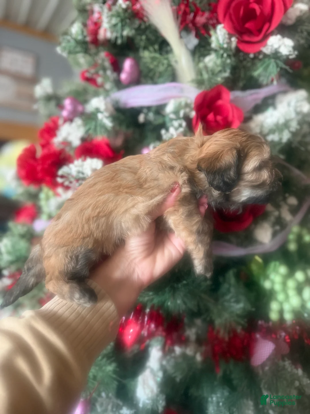 Malshi dogs for sale: Malshi Puppy 5 - Ad 4