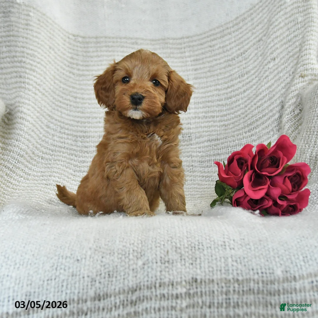 Mini Goldendoodle dogs for sale: Jared - Ad 1