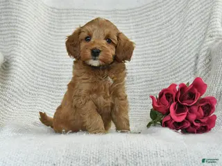 Mini Goldendoodle dogs for sale: Jared - Ad 2
