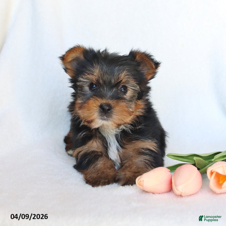 Yorkshire Terrier dogs Nash - Ad 1