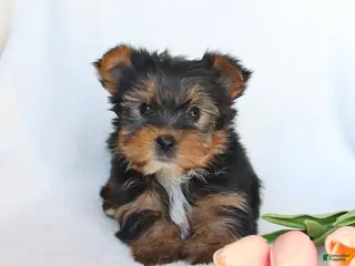 Yorkshire Terrier dogs for sale: Nash - Ad 4