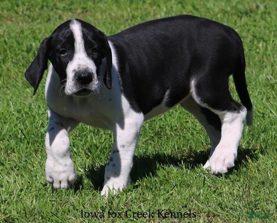 Great Dane dogs Great Dane 3 - Ad 2
