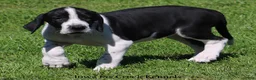 Great Dane dogs for sale: Great Dane 3 - Ad 2