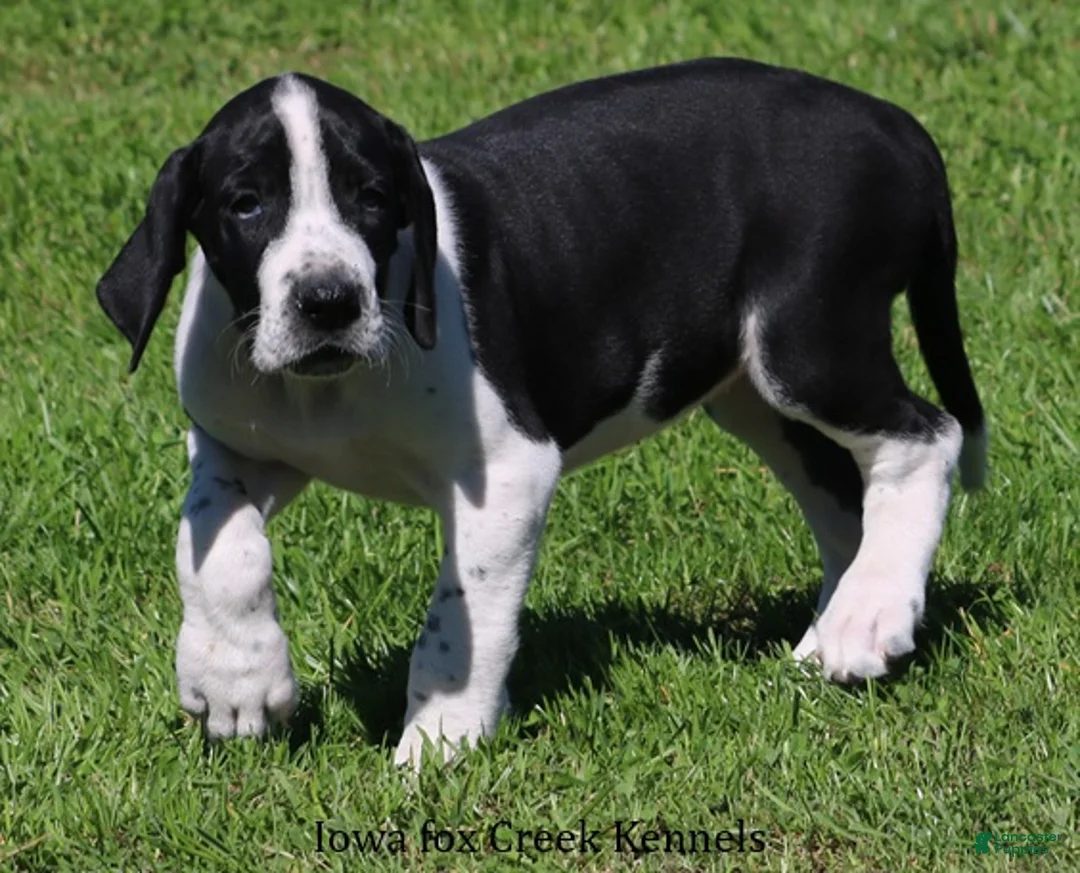Great Dane dogs for sale: Great Dane 3 - Ad 2