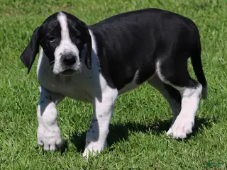 Great Dane dogs Great Dane 3 - Ad 2